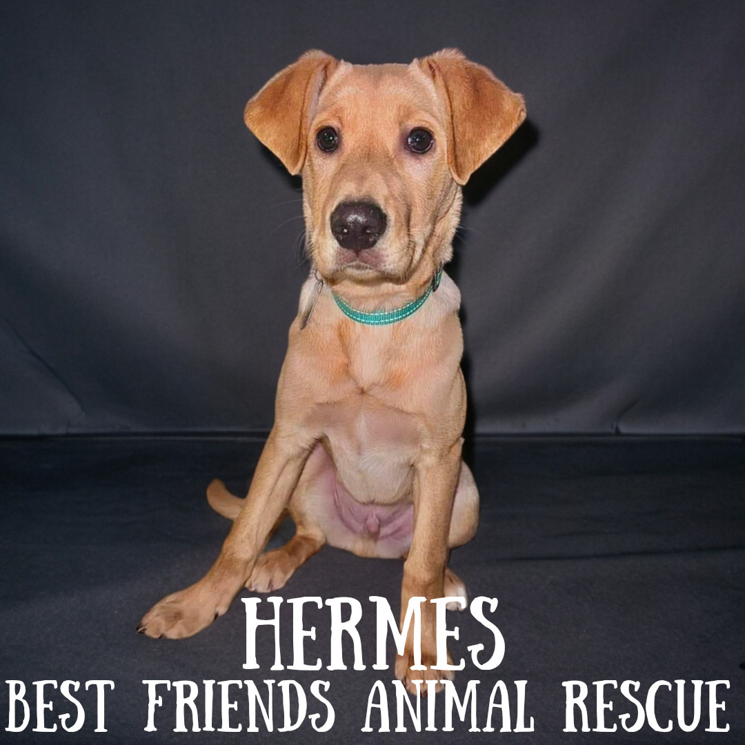 Hermes, an adoptable Labrador Retriever in Wasilla, AK, 99654 | Photo Image 2