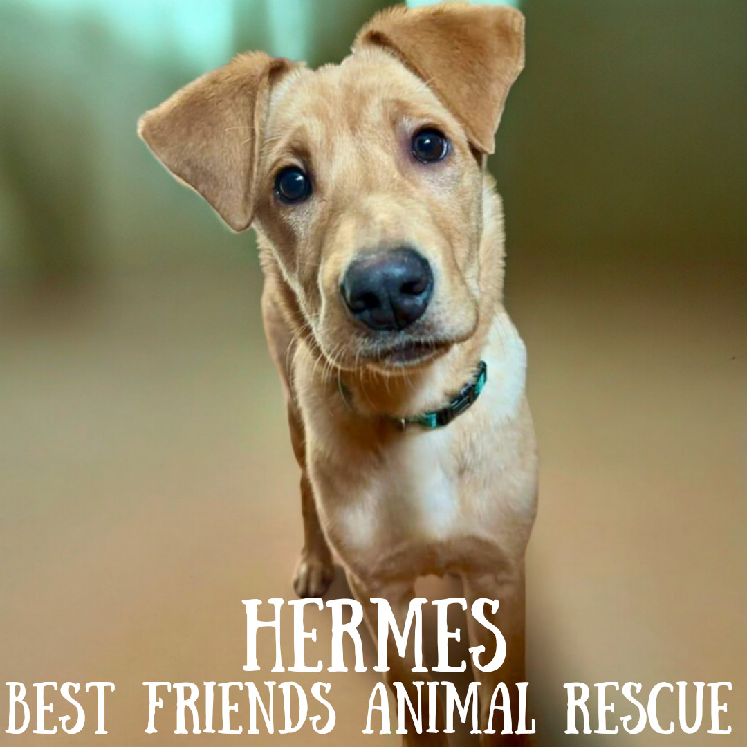 Hermes, an adoptable Labrador Retriever in Wasilla, AK, 99654 | Photo Image 4