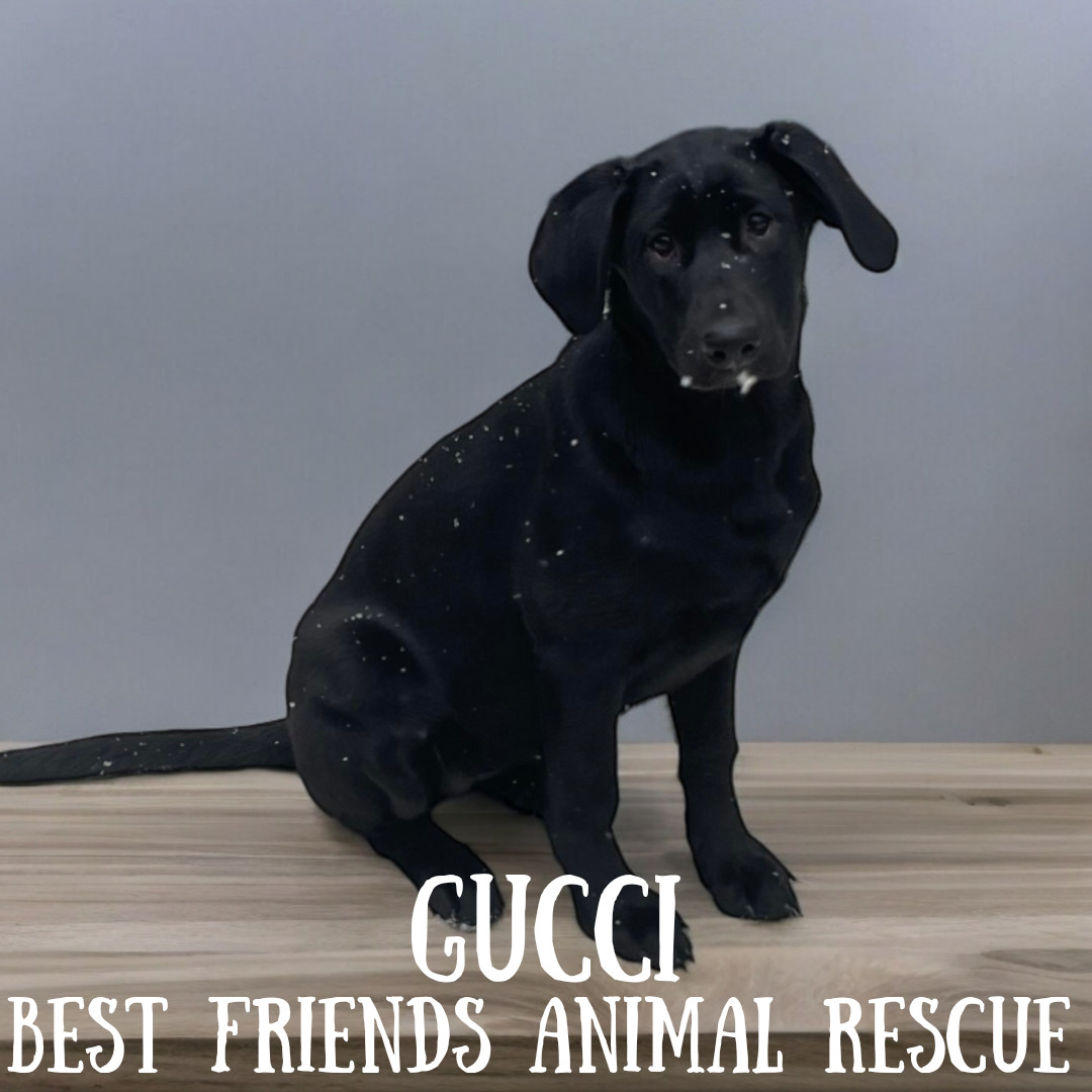 Gucci, an adoptable Labrador Retriever in Wasilla, AK, 99654 | Photo Image 1