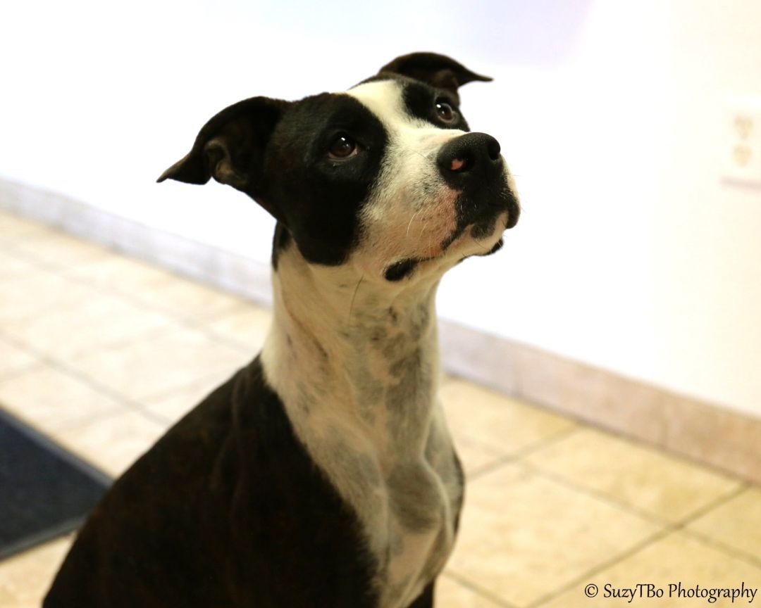 Chai , an adoptable Pit Bull Terrier in Montrose, CO, 81401 | Photo Image 1