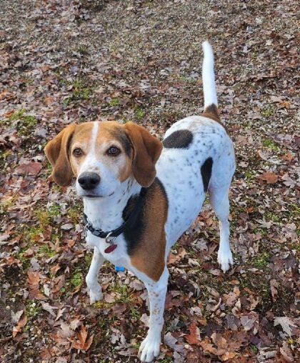 Rascal (6164), an adoptable Treeing Walker Coonhound in Lake City, MI, 49651 | Photo Image 1