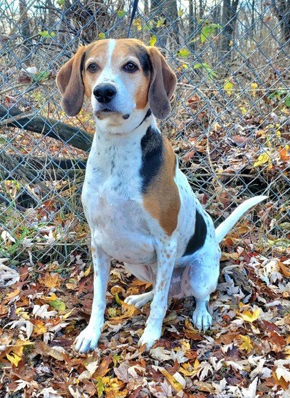 Rascal (6164), an adoptable Treeing Walker Coonhound in Lake City, MI, 49651 | Photo Image 2