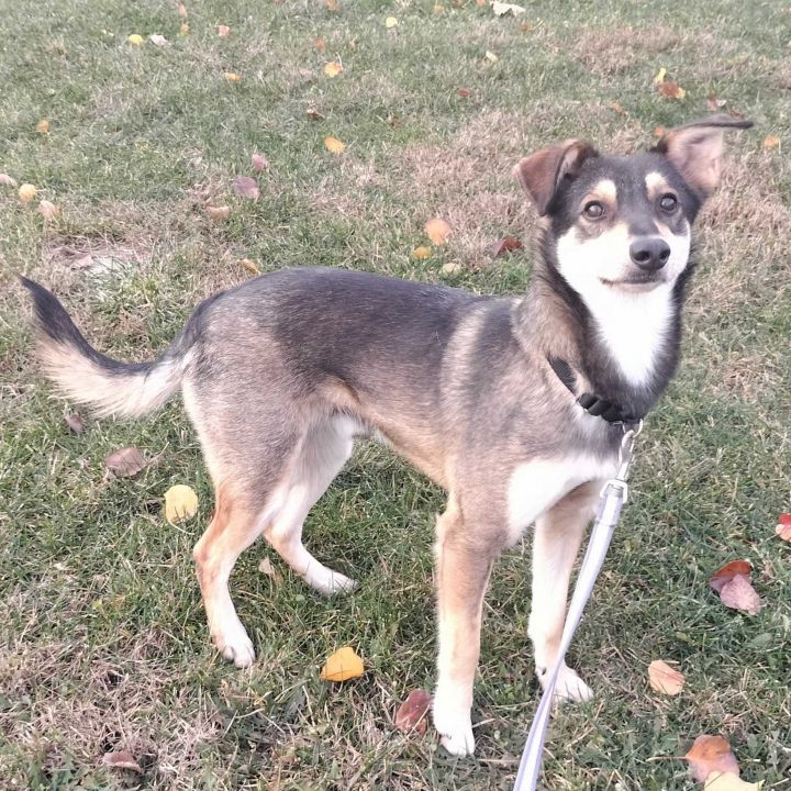 Dog for adoption - Rover, a Mixed Breed in Canal Winchester, OH | Petfinder