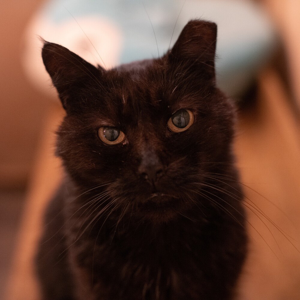Zeus