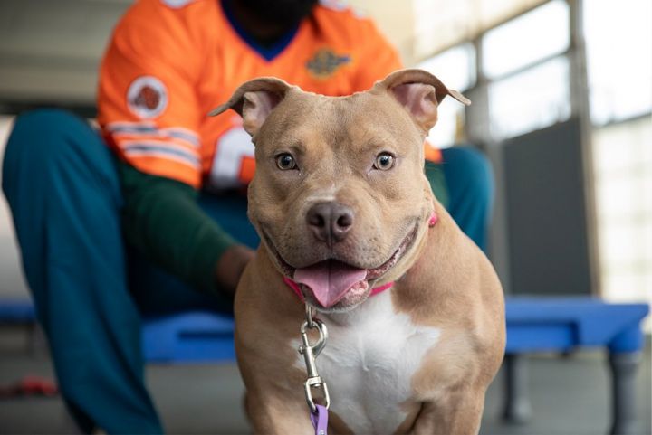 Dog for adoption Mayflower a Pit Bull Terrier in New York NY