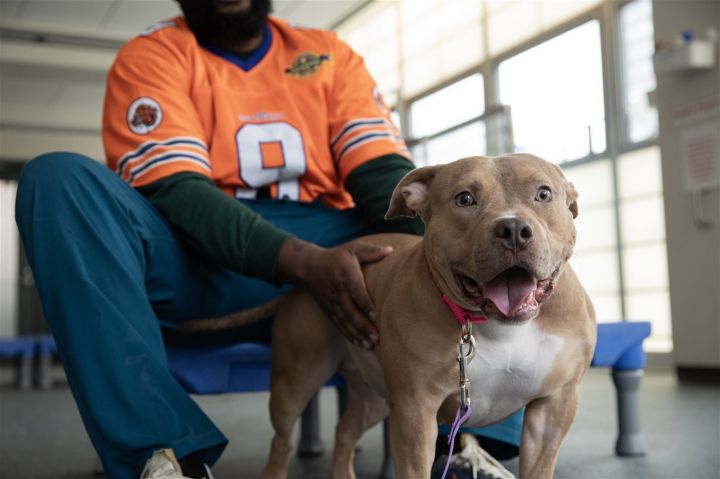 Dog for adoption Mayflower a Pit Bull Terrier in New York NY