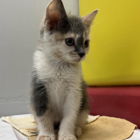 skunker, an adoptable Domestic Short Hair in North Battleford, SK, S9A 2M7 | Photo Image 1