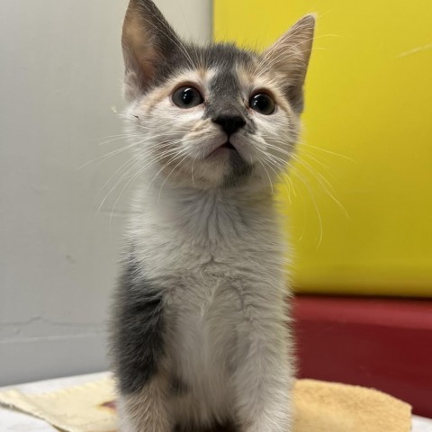 skunker, an adoptable Domestic Short Hair in North Battleford, SK, S9A 2M7 | Photo Image 2