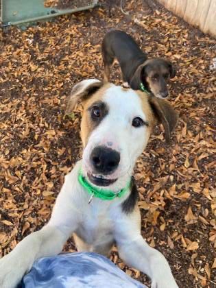 Dog for adoption Coral a Coonhound Mix in Pawleys Island SC