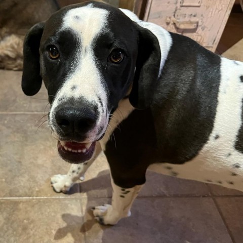 Bruce, an adoptable Dalmatian in Show Low, AZ, 85901 | Photo Image 1