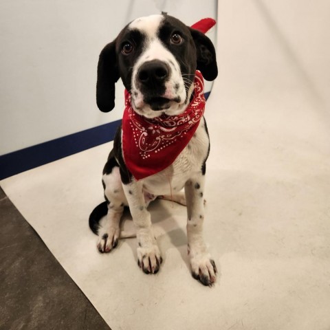 Bruce, an adoptable Dalmatian in Show Low, AZ, 85901 | Photo Image 2