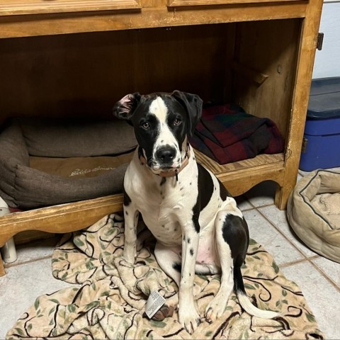 Bruce, an adoptable Dalmatian in Show Low, AZ, 85901 | Photo Image 3