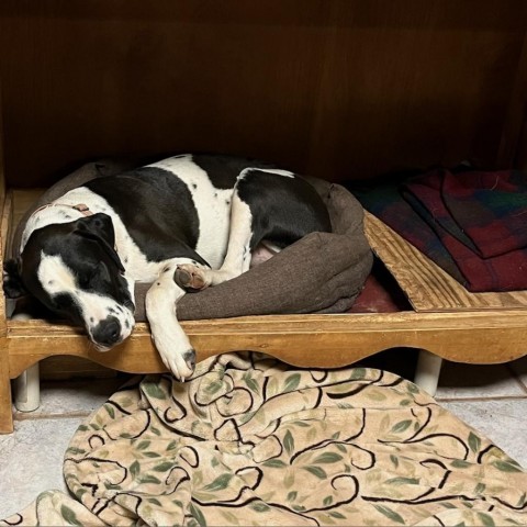 Bruce, an adoptable Dalmatian in Show Low, AZ, 85901 | Photo Image 4