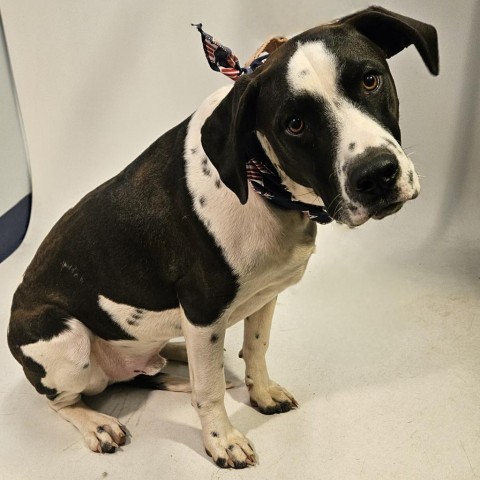 Bruce, an adoptable Dalmatian in Show Low, AZ, 85901 | Photo Image 5