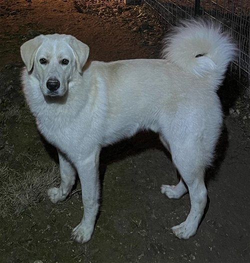 Chuck, an adoptable Great Pyrenees Mix in Mendham, NJ_image-2