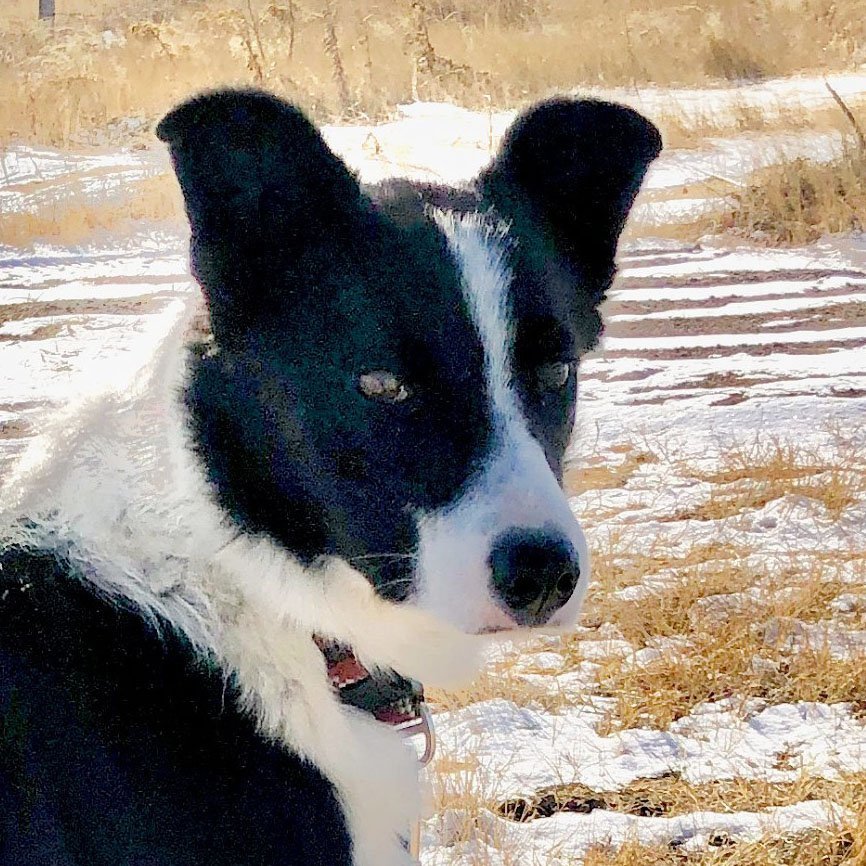Keiko, an adoptable Border Collie in Laramie, WY, 82073 | Photo Image 1