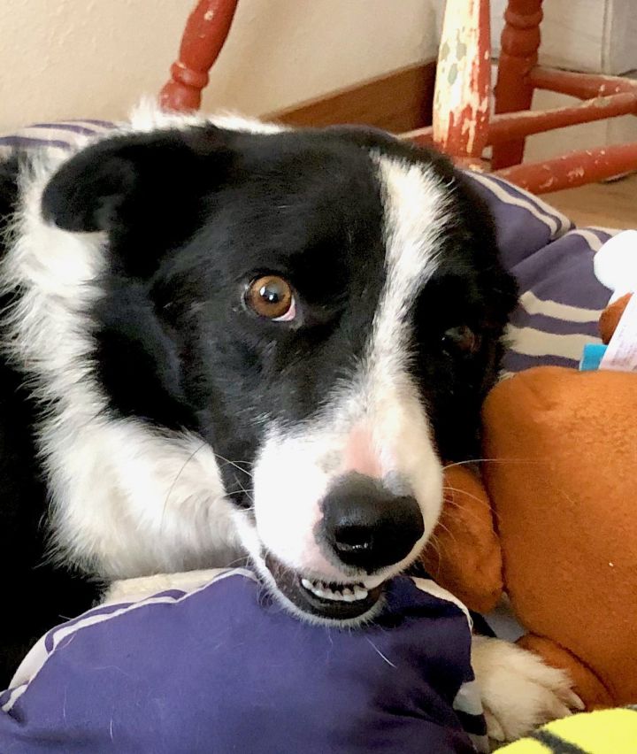 Dog for adoption Keiko a Border Collie in Laramie WY Petfinder