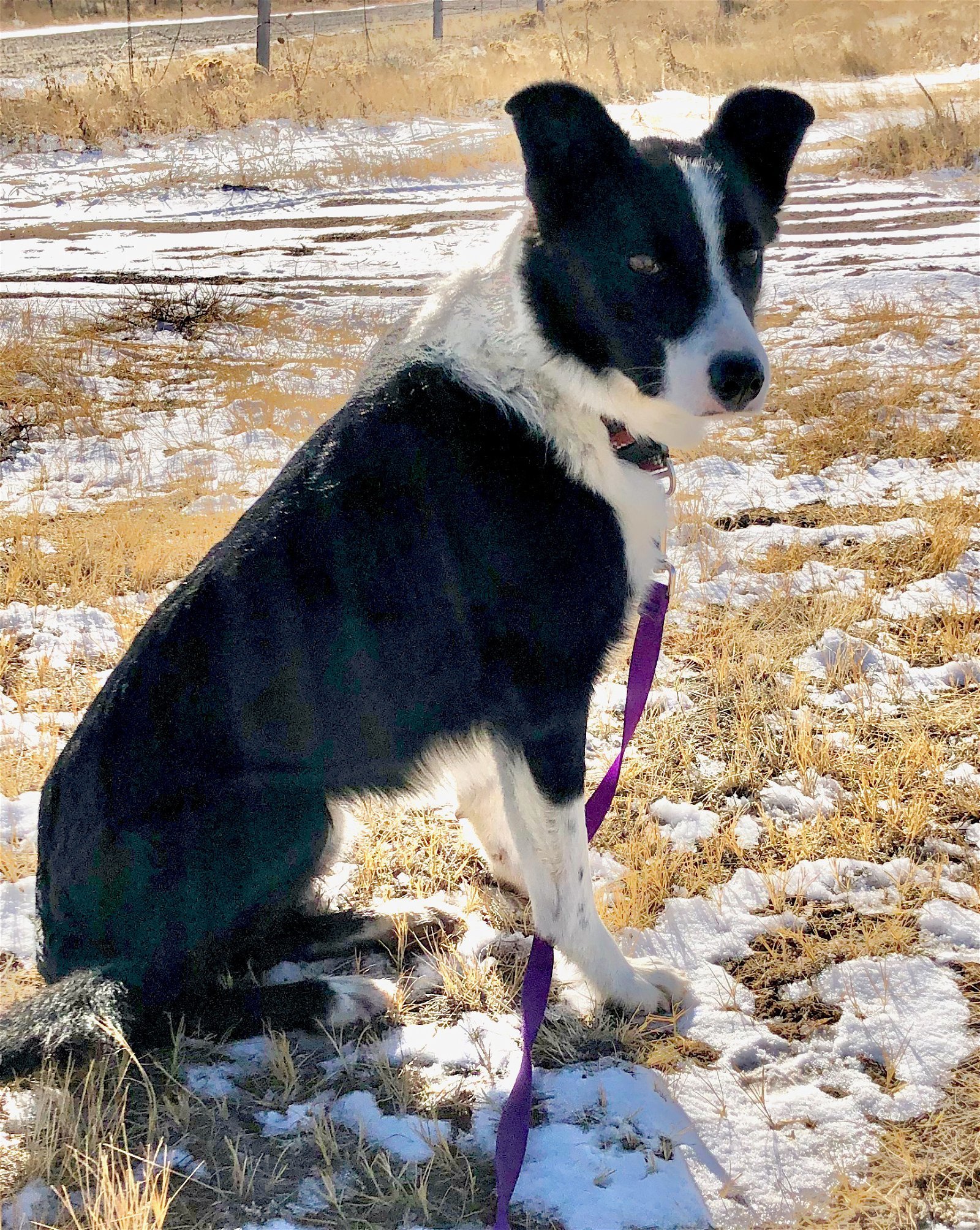 Keiko, an adoptable Border Collie in Laramie, WY, 82073 | Photo Image 3