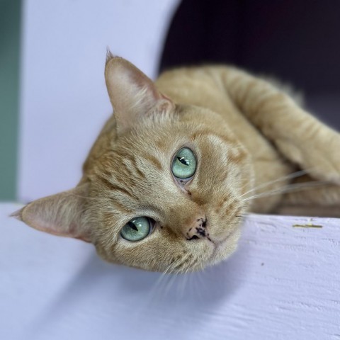 Stitch, an adoptable Domestic Short Hair in Priest River, ID, 83856 | Photo Image 1