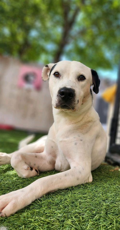 Jerry Lee Lewis, an adopted Labrador Retriever & Dalmatian Mix in Houston, TX_image-3