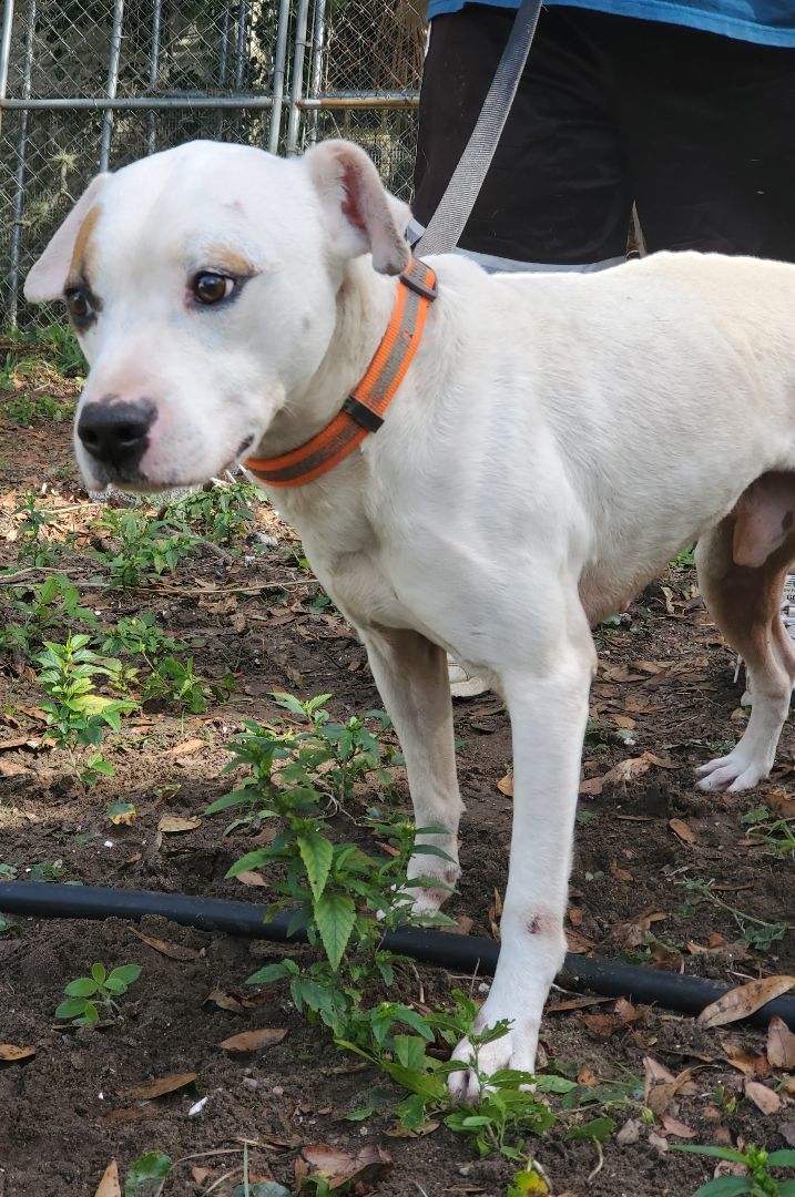 Dogo 2024 argentino adoption