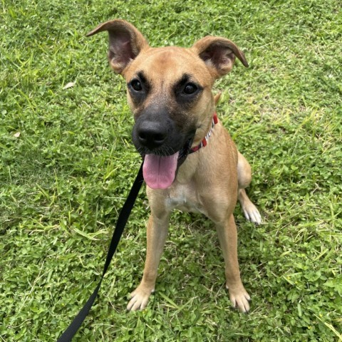 Chloe, an adoptable Boxer, Labrador Retriever in Laredo, TX, 78041 | Photo Image 1