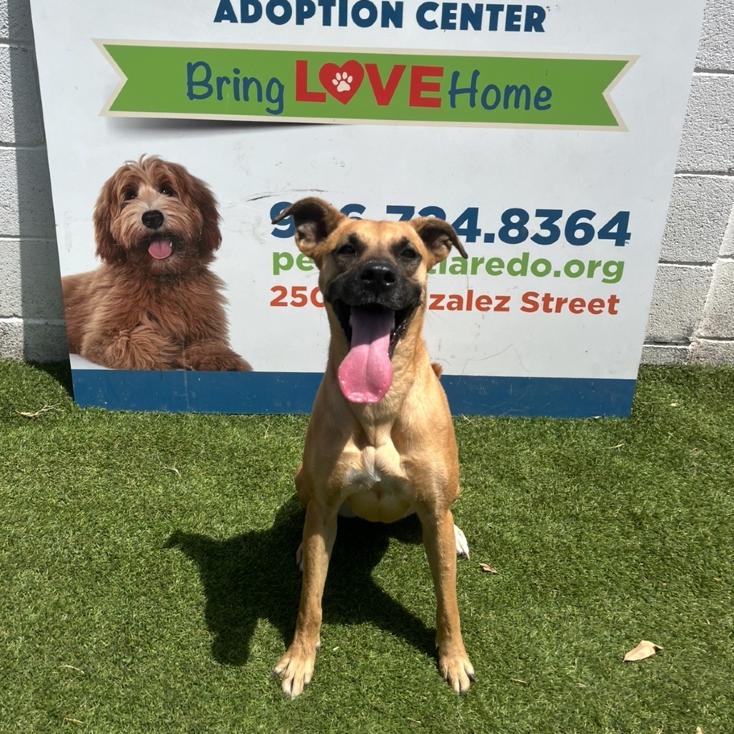 Chloe, an adoptable Boxer, Labrador Retriever in Laredo, TX, 78041 | Photo Image 1