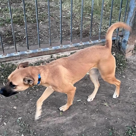 Chloe, an adoptable Boxer & Labrador Retriever Mix in Laredo, TX_image-3
