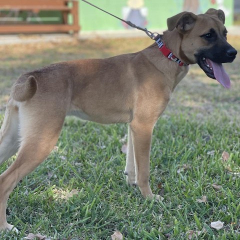 Chloe, an adoptable Boxer, Labrador Retriever in Laredo, TX, 78041 | Photo Image 3