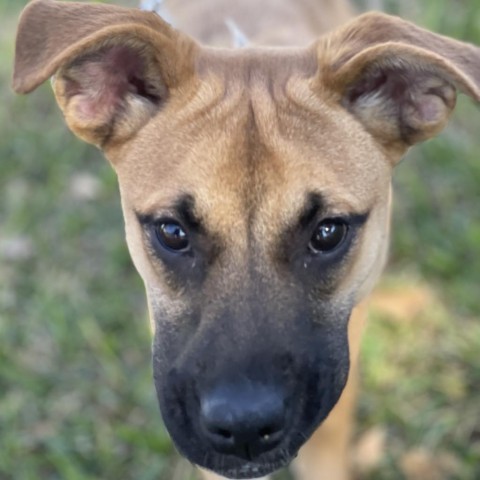 Chloe, an adoptable Boxer, Labrador Retriever in Laredo, TX, 78041 | Photo Image 4