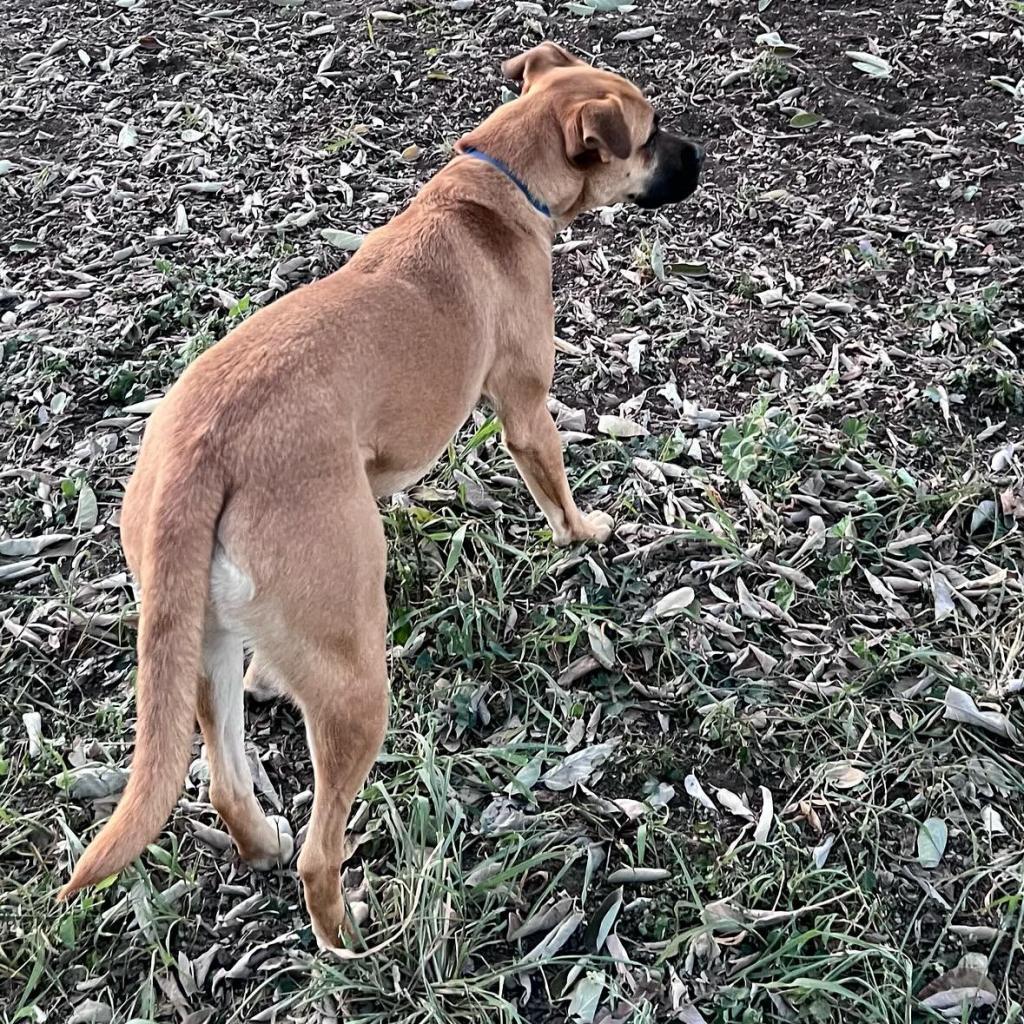 Chloe, an adoptable Boxer, Labrador Retriever in Laredo, TX, 78041 | Photo Image 4