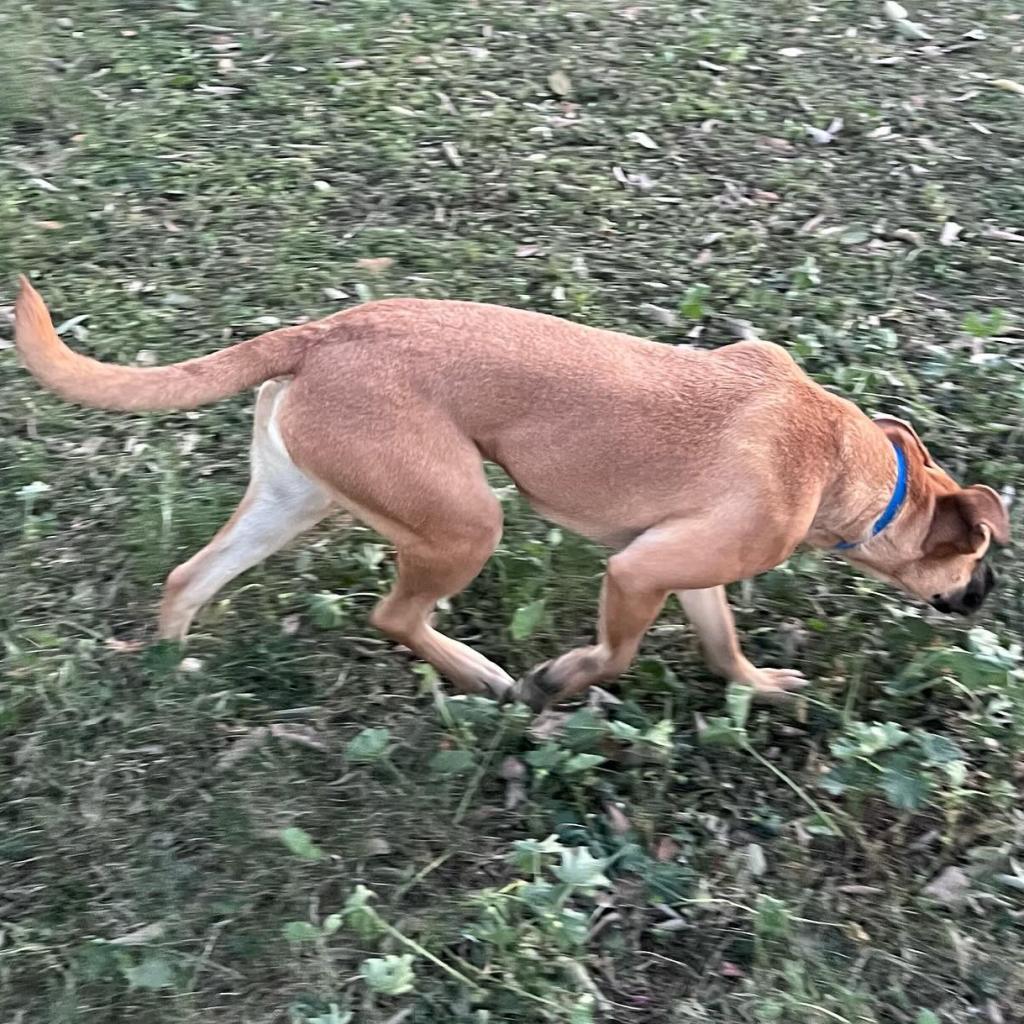 Chloe, an adoptable Boxer, Labrador Retriever in Laredo, TX, 78041 | Photo Image 5