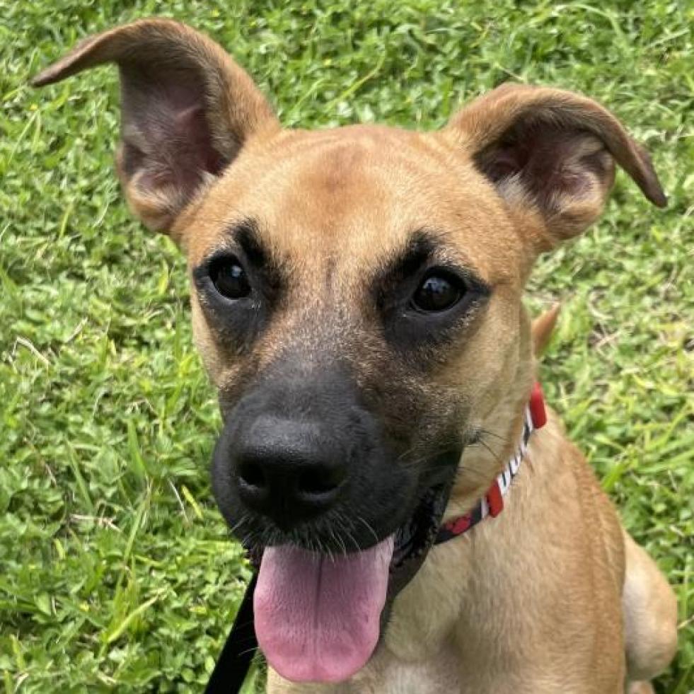 Chloe, an adoptable Boxer, Labrador Retriever in Laredo, TX, 78041 | Photo Image 5