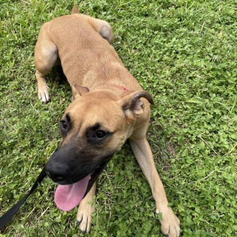 Chloe, an adoptable Boxer, Labrador Retriever in Laredo, TX, 78041 | Photo Image 6