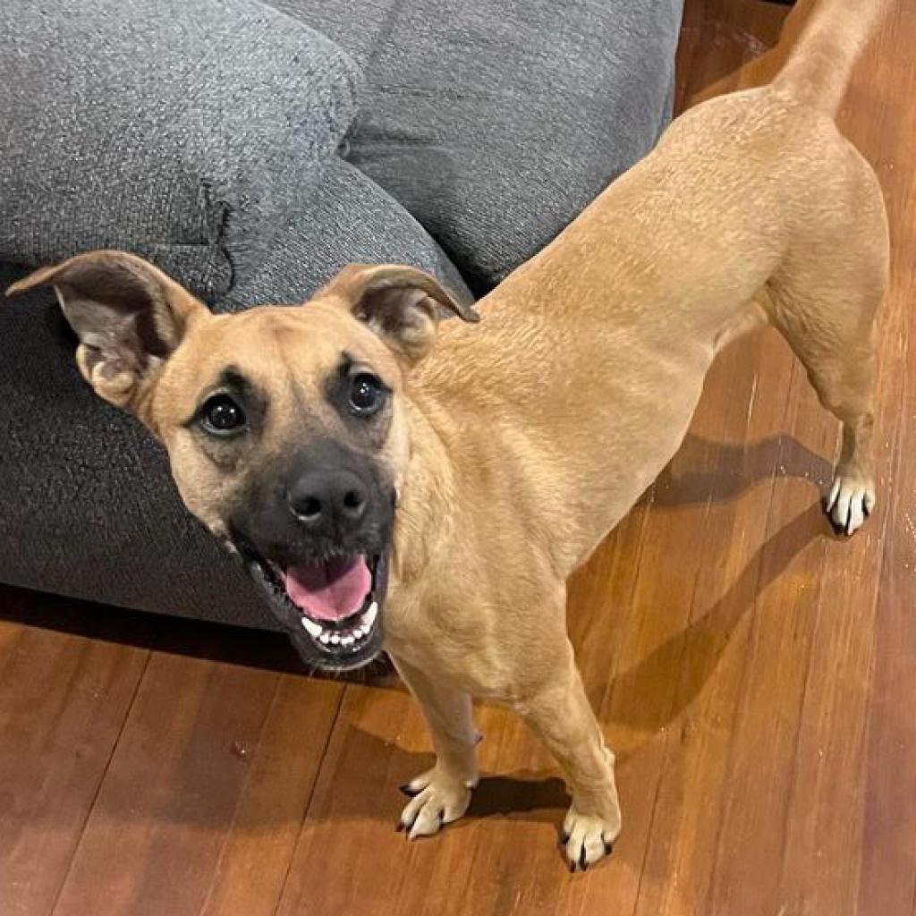 Chloe, an adoptable Boxer, Labrador Retriever in Laredo, TX, 78041 | Photo Image 6