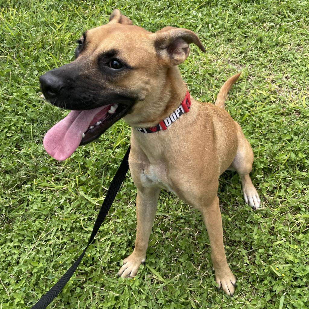 Chloe, an adoptable Boxer, Labrador Retriever in Laredo, TX, 78041 | Photo Image 6