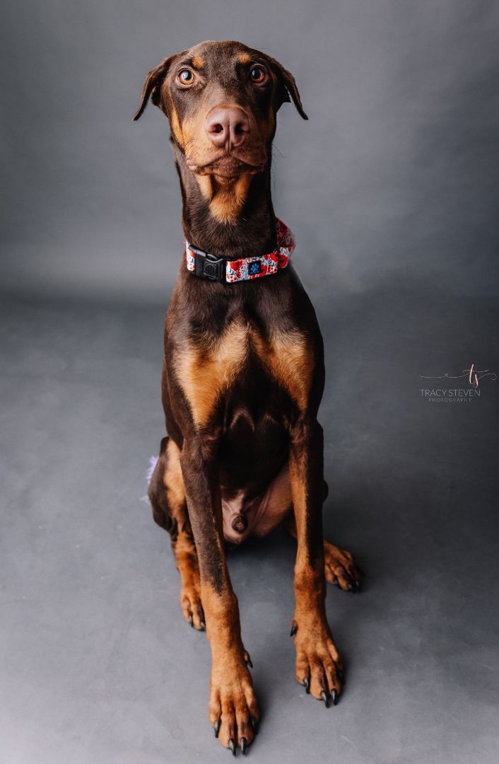 Tim - Teenager Dobie , an adoptable Doberman Pinscher Mix in Albany, NY_image-3