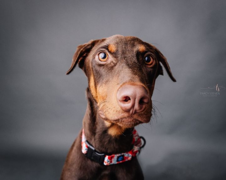 Tim - Teenager Dobie , an adoptable Doberman Pinscher Mix in Albany, NY_image-1
