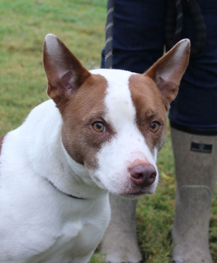 Dog for adoption - ROSIE, a Pit Bull Terrier Mix in Claremore, OK