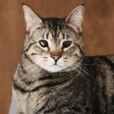 Tigernut, an adoptable Domestic Short Hair in Fresno, CA, 93725 | Photo Image 1