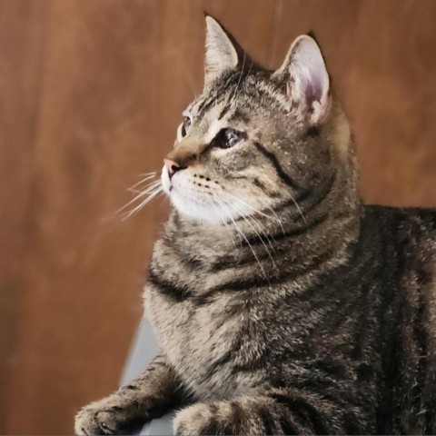 Tigernut, an adoptable Domestic Short Hair in Fresno, CA, 93725 | Photo Image 1