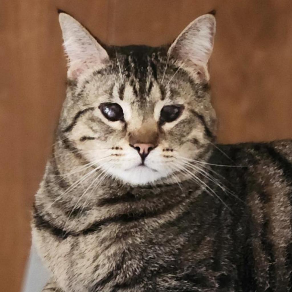 Tigernut, an adoptable Domestic Short Hair in Fresno, CA, 93725 | Photo Image 2