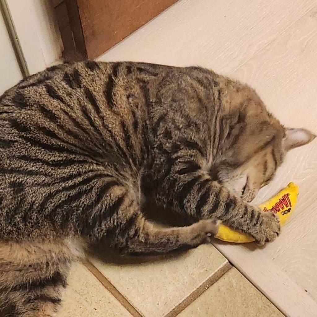 Tigernut
