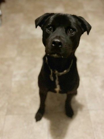 Houston, an adoptable Labrador Retriever Mix in Richmond, VA_image-4