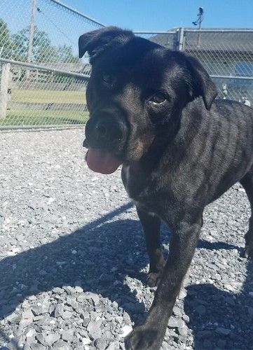 Houston, an adoptable Labrador Retriever Mix in Richmond, VA_image-6