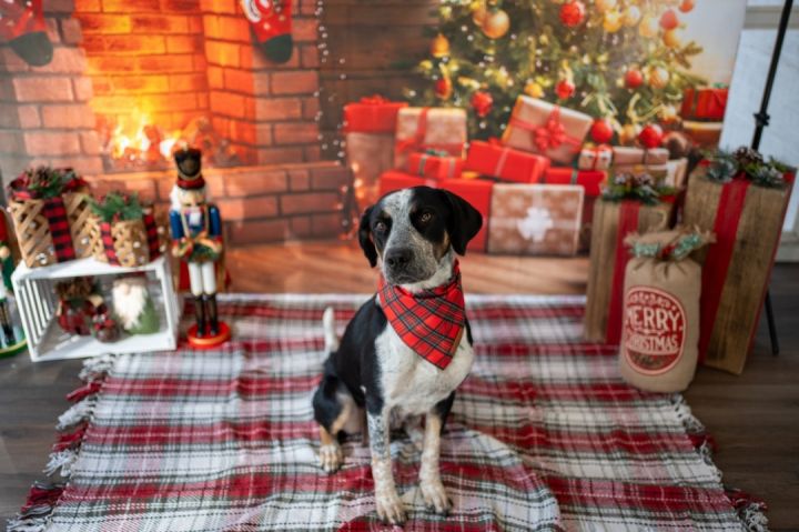 Sasha , an adoptable Bluetick Coonhound Mix in Aberdeen, NC_image-4
