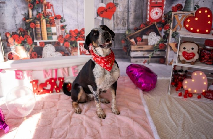 Sasha , an adoptable Bluetick Coonhound Mix in Aberdeen, NC_image-5