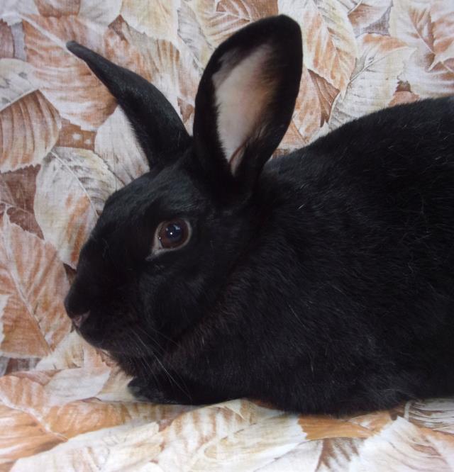 ONYX, an adoptable Bunny Rabbit in Santa Barbara, CA_image-1