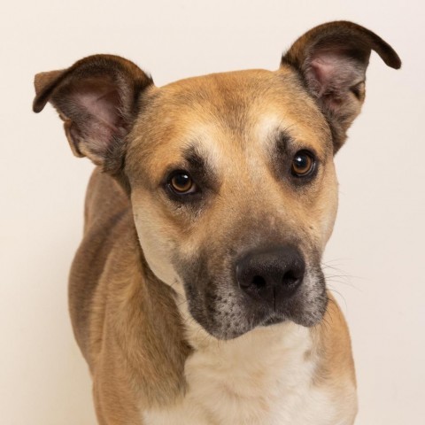 Cassian, an adoptable Shepherd & Pit Bull Terrier Mix in Tuscaloosa, AL_image-1