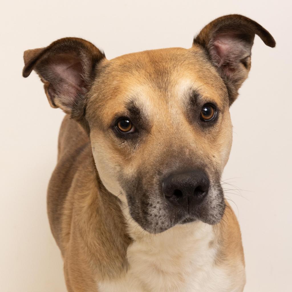 Cassian, an adoptable Shepherd, Pit Bull Terrier in Tuscaloosa, AL, 35401 | Photo Image 1
